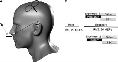Motor Cortex Response to Pleasant Odor Perception and Imagery: The Differential Role of Personality Dimensions and Imagery Ability